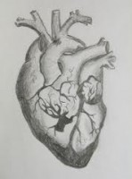 2012-02-12-HeartAnatomyphoto.jpg