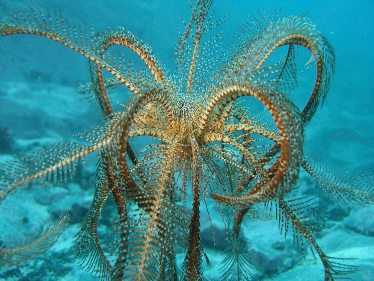 2012-02-14-AntarcticCrinoid2.jpg