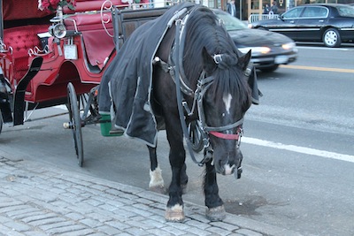 2012-02-14-NYCCarriageHorse.JPG