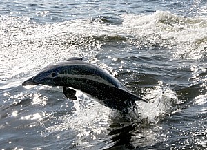 2012-02-14-PuntaGorda011212_028e3cKarenRubindolphin.jpg