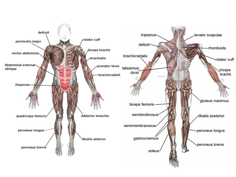 2012-02-14-muscle_mass.jpg