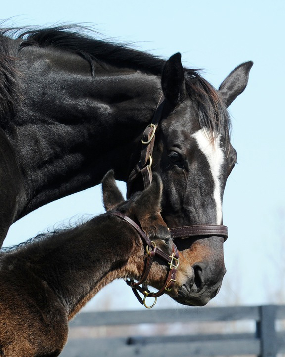 2012-03-11-foalnuzzling.jpg