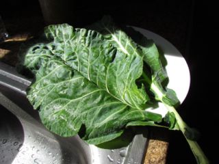 2012-03-13-collardleaf.jpg