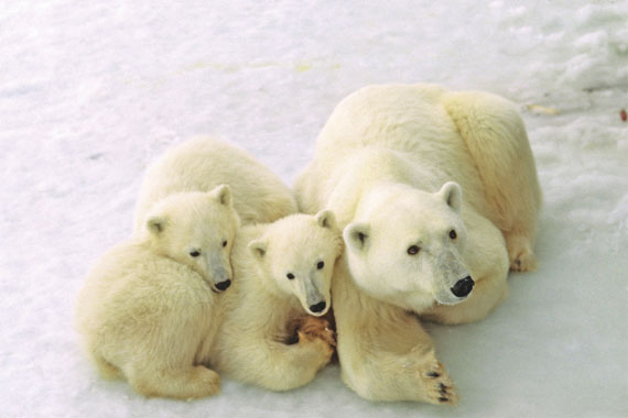 2012-03-16-polarbears_1735082_thumb.jpg