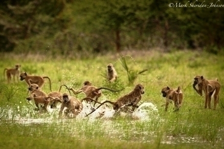 2012-03-25-Baboons2.jpg