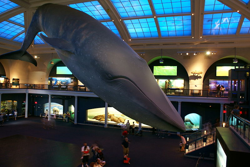 2012-03-26-Blue_Whale.JPG