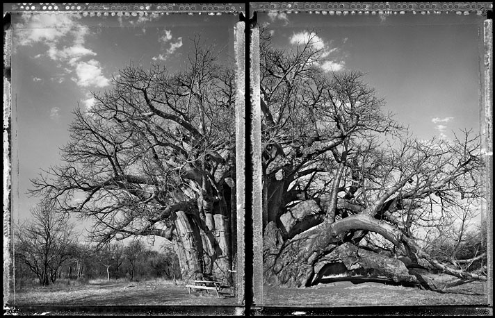 2012-03-26-ling_baobab_tree_of_generations_11_2009_jumbo.jpg