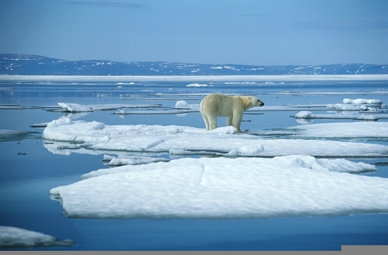 2012-04-06-Bearonice.jpg