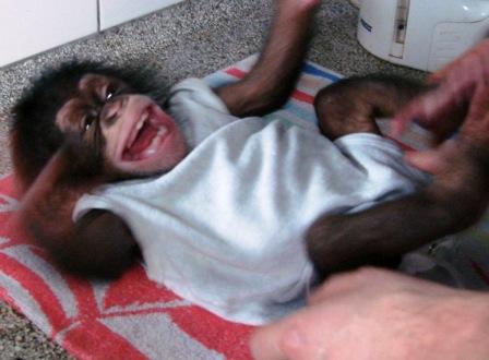 2012-04-18-MonkeyLaugh.jpeg