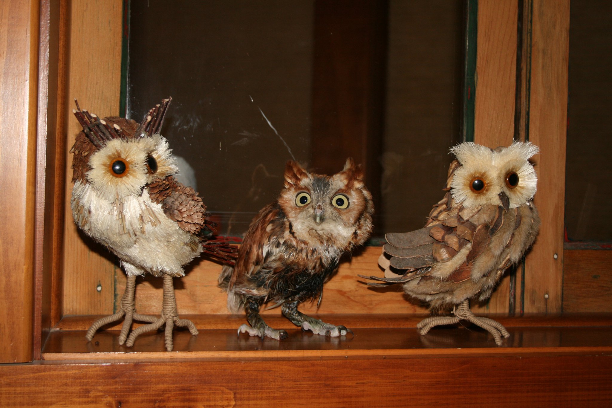 2012-04-24-screechowl.jpg