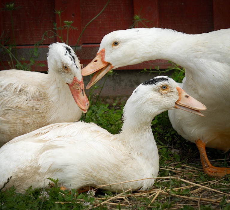 2012-04-26-FoieGrasDucks.jpg