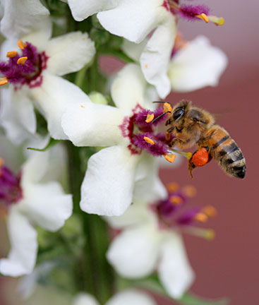 2012-04-26-verbascum_chiaxii_bee.jpg