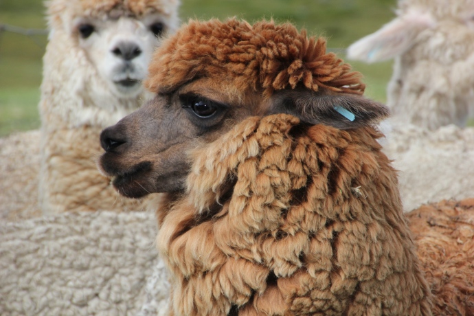 2012-05-01-alpaca.jpg