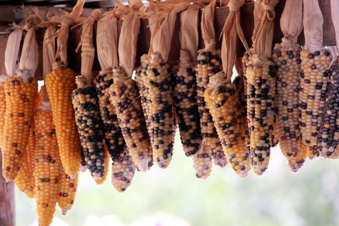 2012-05-01-corn.jpg