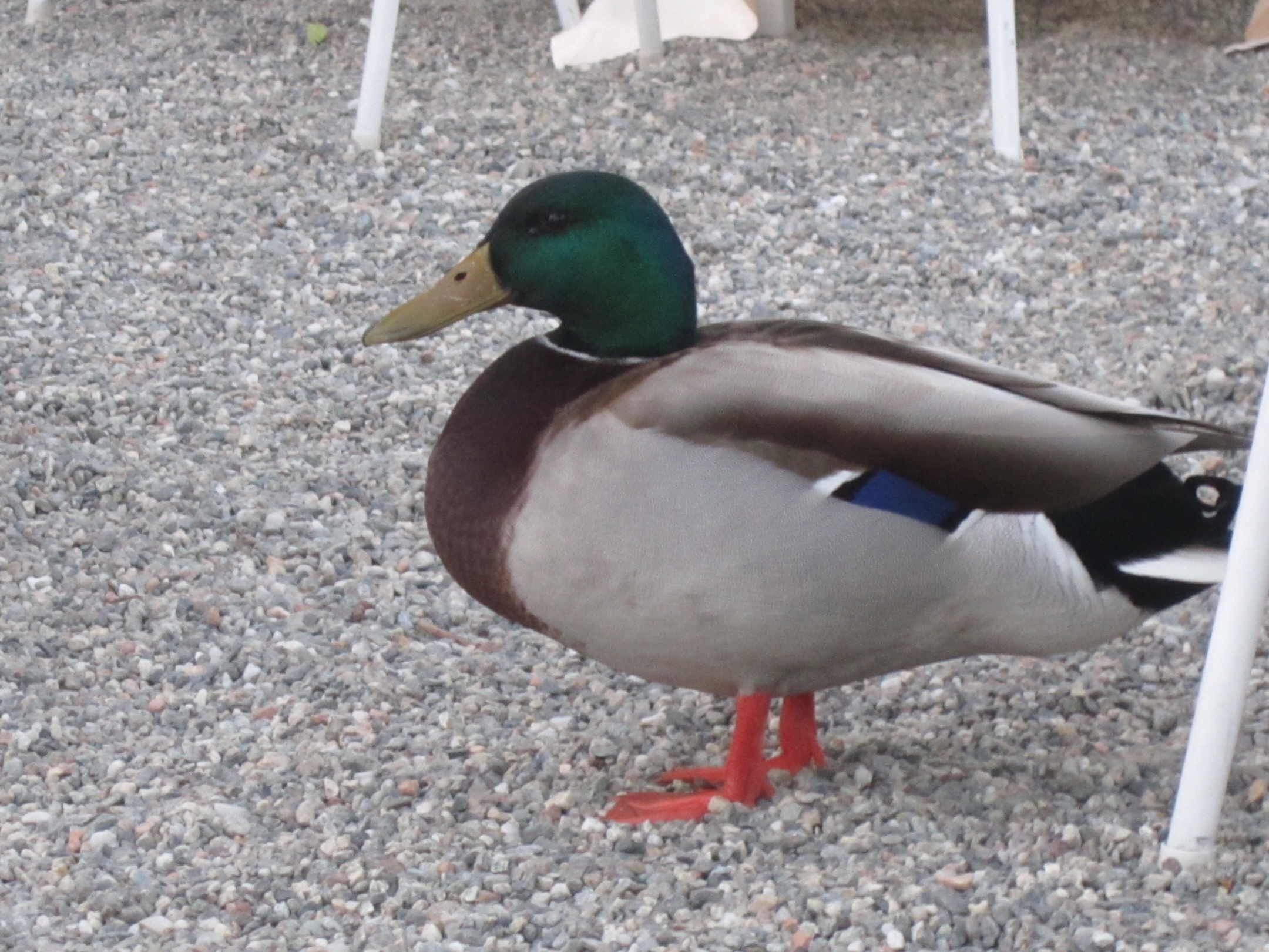 2012-05-01-duck.JPG