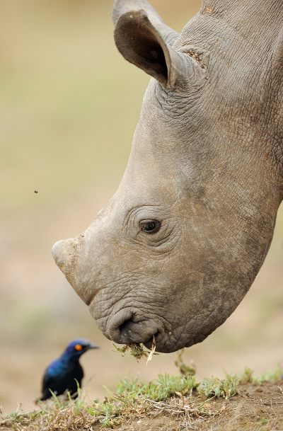 2012-05-29-IICalfmeetsbirdFotoStaffanWidstrand.jpg