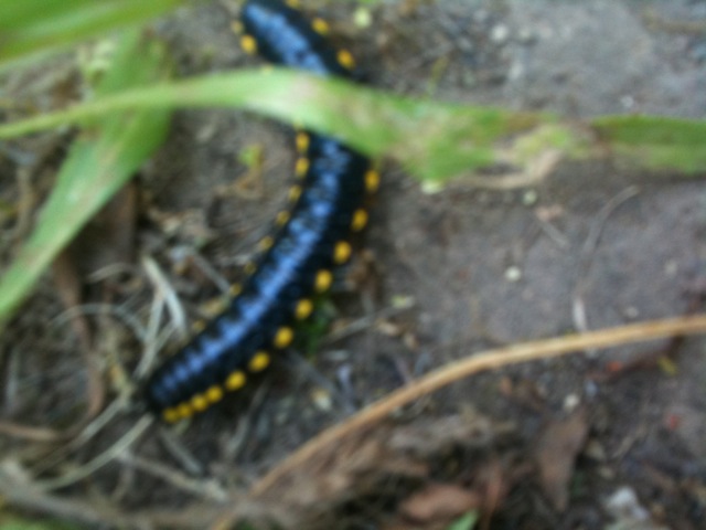 2012-05-29-millipede.JPG