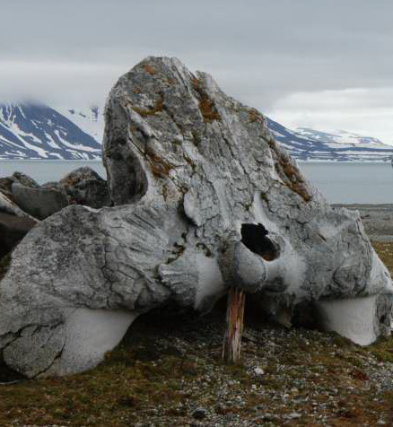 2012-06-05-whaleskullbyCarlSafina.JPG