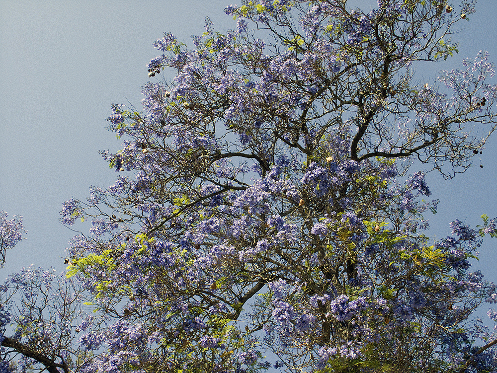 2012-06-14-jacaranda2LoganPollard.jpg