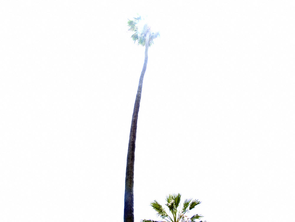 2012-06-14-palmtreeLoganPollard.jpg