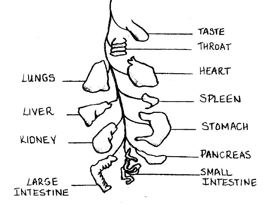 2012-06-15-vagus_nerve.JPG