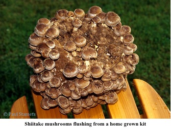 2012-06-28-mushrooms3.jpg