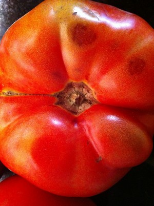 2012-07-10-AccidentalLocavoreTomatoCloseUp.JPG