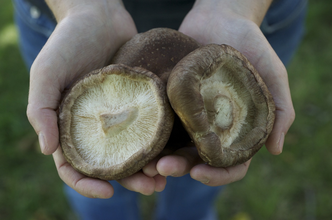 2012-07-10-Wholefresh100gramsshiitake.jpg