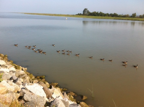 2012-07-12-ducks.JPG