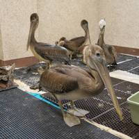 2012-07-19-Pelican2.jpg