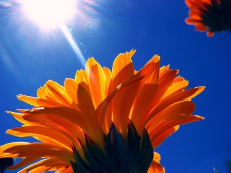 2012-07-24-flowersinsun.jpg