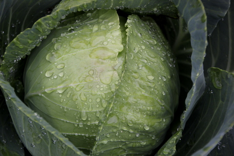 2012-08-02-cabbage001.JPG