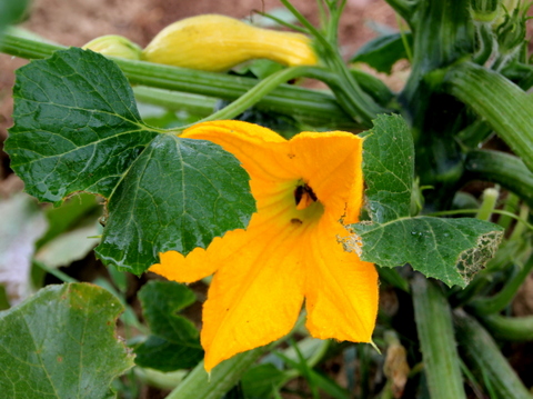 2012-08-02-yellowsquash.JPG