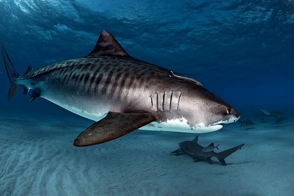 2012-08-07-TigersharkbyDanielBotelho.jpg