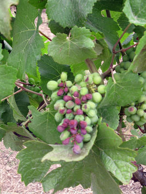 2012-08-17-Sunburnedgrapes_PinotNoir.jpg