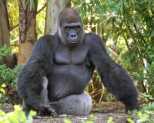 2012-08-18-westernlowlandsilverback.jpg