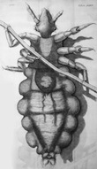 2012-08-26-Louse_diagram_Micrographia_Robert_Hooke_1667copy.jpg