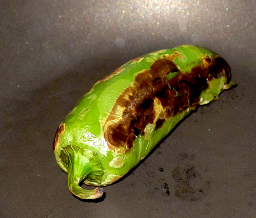 2012-08-28-jalapeno.jpg