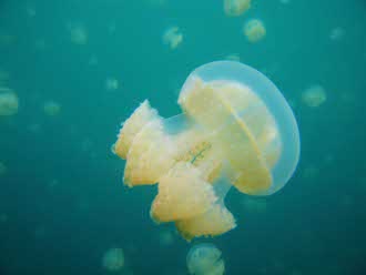 2012-08-28-jellyfish_sm.jpg