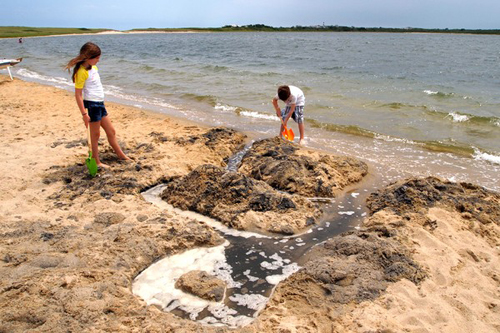 2012-08-30-digging_sesachacha_nantucket_large.jpg