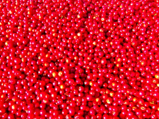 2012-08-31-Redcurrants.jpg