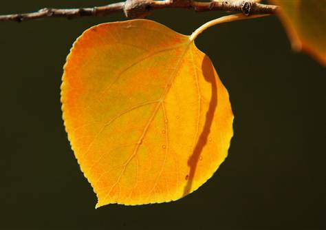 2012-09-01-leaf.jpg