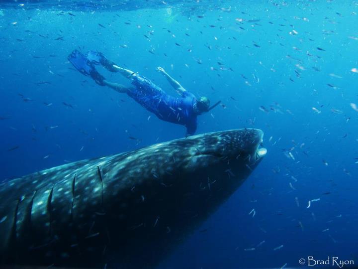 2012-09-03-NickandWhaleShark.jpg