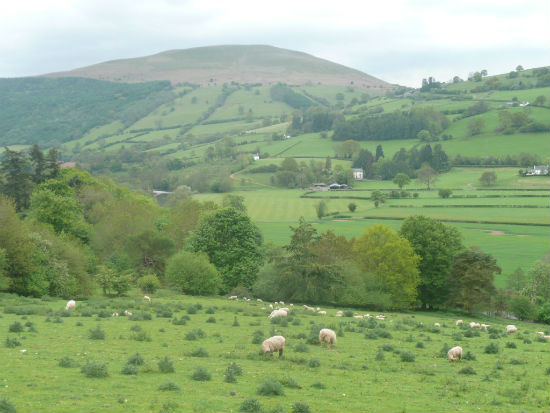 2012-09-04-RuarlWaleswithsheep.jpg