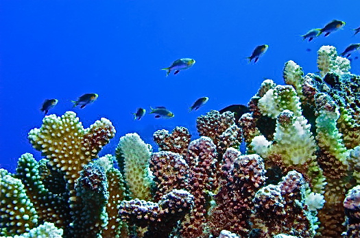 2012-09-05-Aschooloffishlivinginthereef.jpg