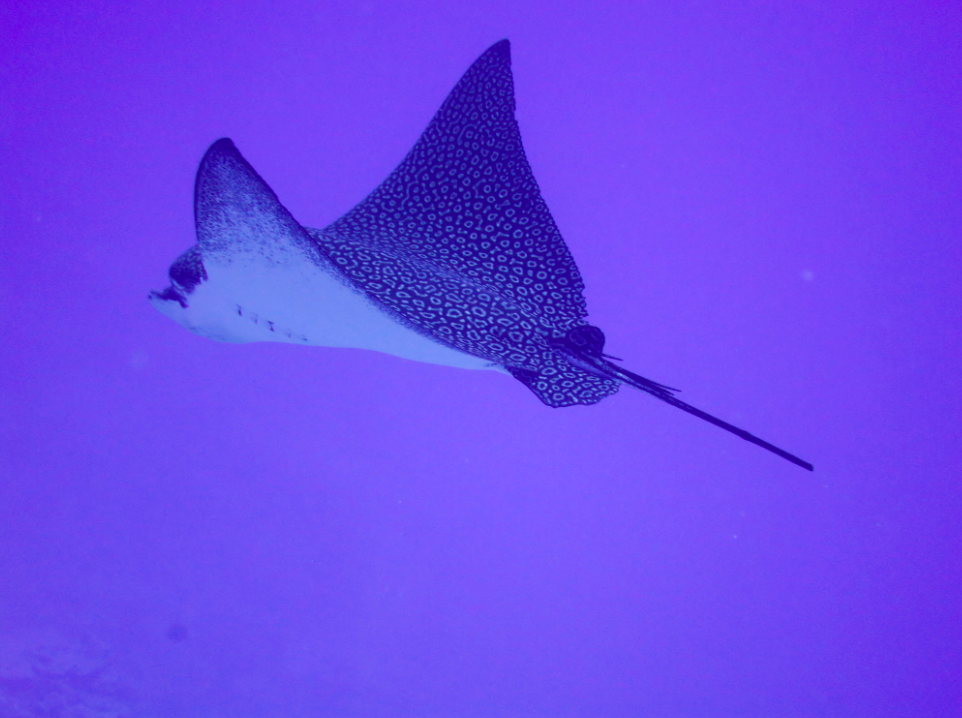 2012-09-05-EagleRay.png