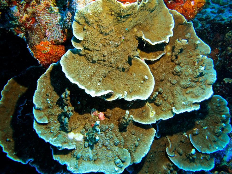 2012-09-05-Exampleofdeadcoralwhichmakesupabout60ofthecoralreefintheSouthPacific.png