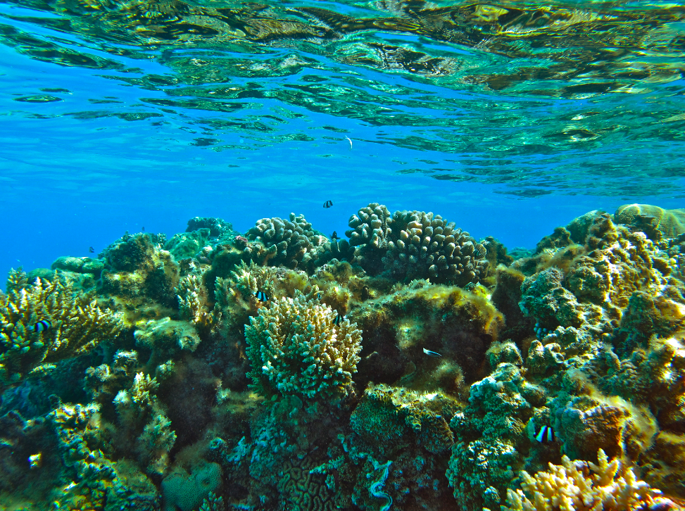 2012-09-05-ExampleoflivingcoralreefinAitutaki.png