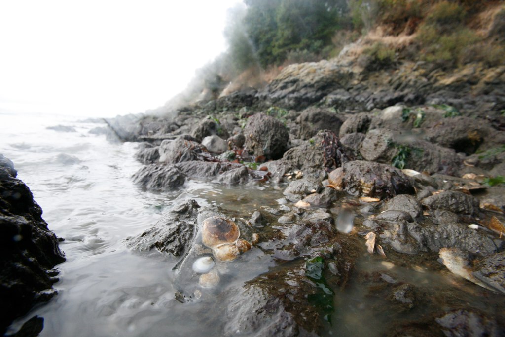 2012-09-06-SF_Bay_Oysters.jpg