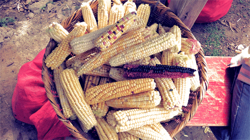 2012-09-07-maizebasket.png